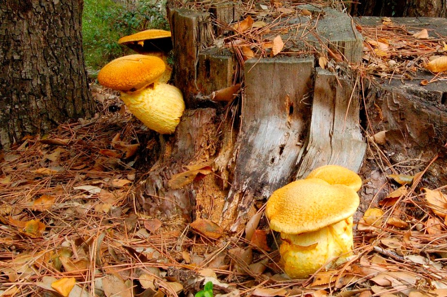 Mattinata a San Rossore